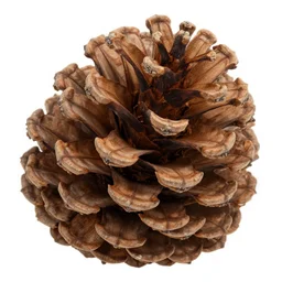 pinecones : : sharp focus, crisp, megascans : :