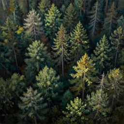 a painting of a thick forest top down view Michael Menzel