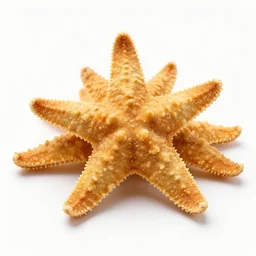 Deep fried star fish.