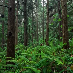 a photograph of a forest with trees and shrubs taken in rainy season, 4k, detailed, hyper realistic,