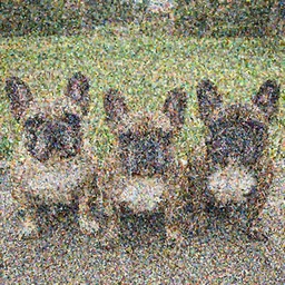 Frenchie from the boys.