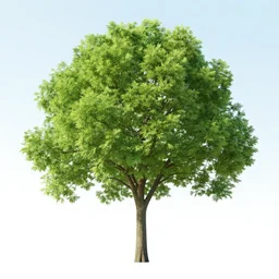 a tree with a solid trunk and diversifies into lush green branches and leaves, bright sky, sunny day