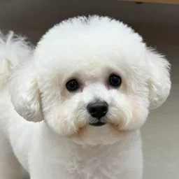 a closeup photorealistic photograph of white bichon frise in the style of a panda on the beach at sunset. This 4K HD image is Trending on Artstation, featured on Behance, well-rendered, extra crisp, features intricate detail and the style of Unreal Engine.