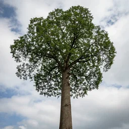 a huge tree reaching the clouds