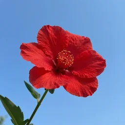 blue sky : : red flower