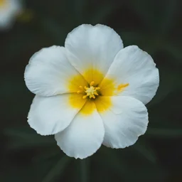 white and yellow flower, cinematic look