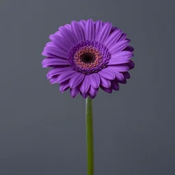 studio photography of a singular purple gerber daisy, centered, matte background