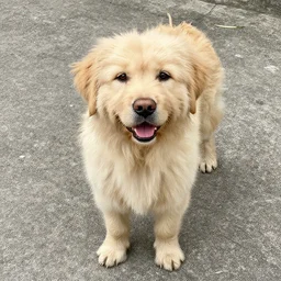 il cane grasso