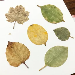 photography of a pressed paper floating leaves herbarium by watercolors 8 k wide angle realistic