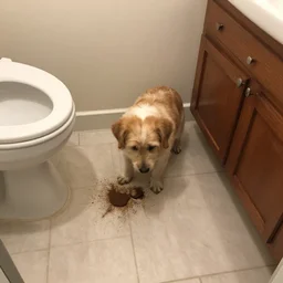 the dog pooped in the bathroom