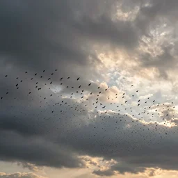 thousands of birds in the sky