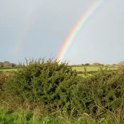 a yorkshire countryside covered with green bushes on an afternoon with a rainbow in the clear sky,