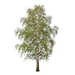 a film still of a single birch tree against a white background, full tree, wide shot