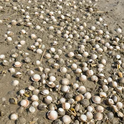 scallop dredged seabed