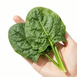 photo spinach in a hand