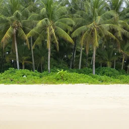 beach forest