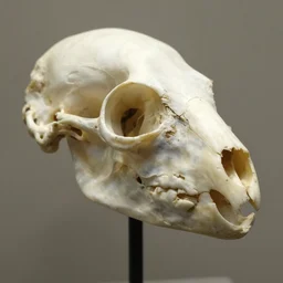 style sheets, naturalist bird head made of detailed bone structure, macro photograph by wikipedia and naturalist museum