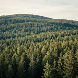 beautiful swedish forest from the view of a mountain, breathtaking, cinematic, soft colors, very wide shot, by Simon Stålenhag