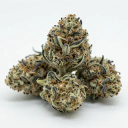 blue cannabis buds!!, high resolution photo
