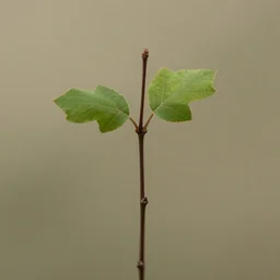 within one stem