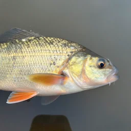 an barely visible tench occluded by an object