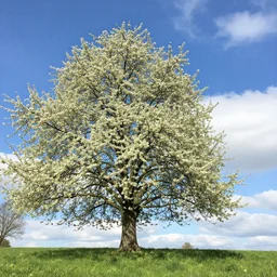 une pomme sur un arbre magnifique, ciel bleu, beaucoup de nuage
