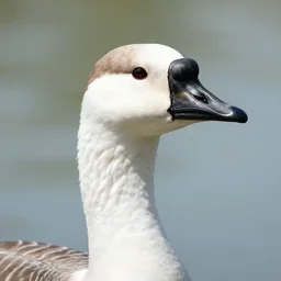 closeup portrait of a goose with the head of ryan gosling, natural light, sharp, detailed face, magazine, press, photo, steve mccurry, david lazar, canon, nikon, focus