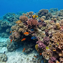 photo of a shallow coral reef with fish, colorful, vibrant, caustics, blue water, realistic, detailed, 8k, hd, award winning photo,