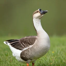 laughing goose