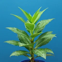 jade plant with blue background