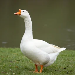 a goose a goose, my kingdom for a goose