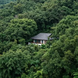 a view above a luxuriant forest from a house in a tree
