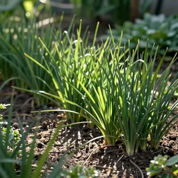 award - winning photo of a garden with chinese chives
