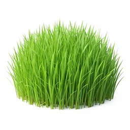grass. png
