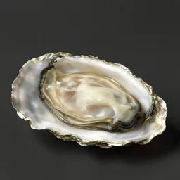 an empty oyster, by johannes vermeer