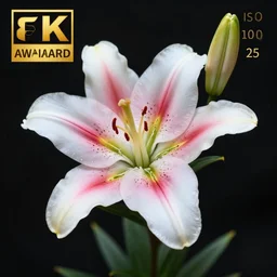 fine art photo of lily flowers, realistic, 8 k, botanical photography, iso 1 0 0, shutter speed 1 2 5, aperture 8, award winning