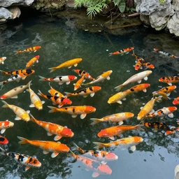impressionist koi pond