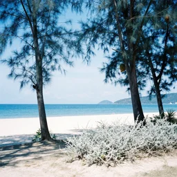 a photo of a thailand beach, beautiful day, noon, blue trees, white bushes, 7 0 mm film