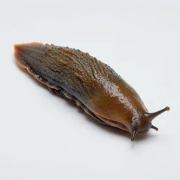 a slug in human clothes, full body, land slug body, very realistic, very consistent, 8 k, highly detail