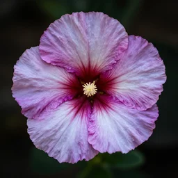 beautiful unique unknown flower, digital art, photoshoot