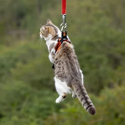 cat bungee jumping with tail