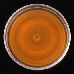 petri dish photo of an eldritch orange circle, microscopic photo, orange color