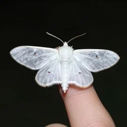 photorealistic, white - ermine - moth at night on a finger, flikr, by john atkinson grimshaw, by george stubbs, by virgil finlay, h. r. giger, intricate, eerie, dreamlike, naturecore