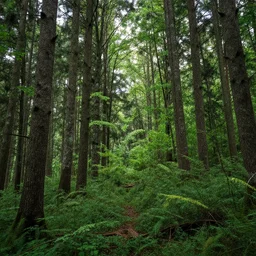 beautiful forest landscape