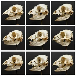 montage of style sheets, birds have a diapsid skull, as in reptiles, with a pre - lachrymal fossa ( present in some reptiles ). the skull has a single occipital condyl, macro photographs by naturalist muse um, bird collection, bones taxidermy