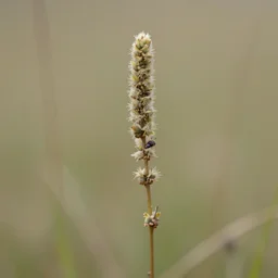 aegithalos caudatus and salix capra. sumi - e.