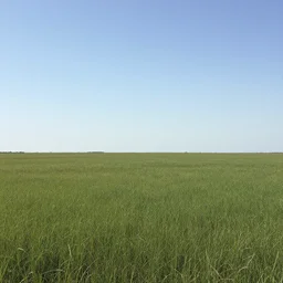 flat expanse of grass, clear skies, Hudson River School