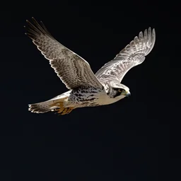 falcon flying in space, nasa photograph