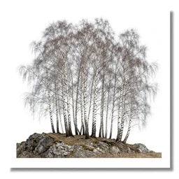 Postcard of a copse of silver birch trees set by a rocky outcrop