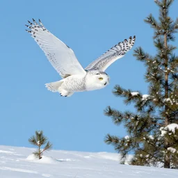 snowy owl flying in a blue sky in a cold winter, snowfield, pine tree, little snow, cold colours, artstation, 4 k, highly detailed